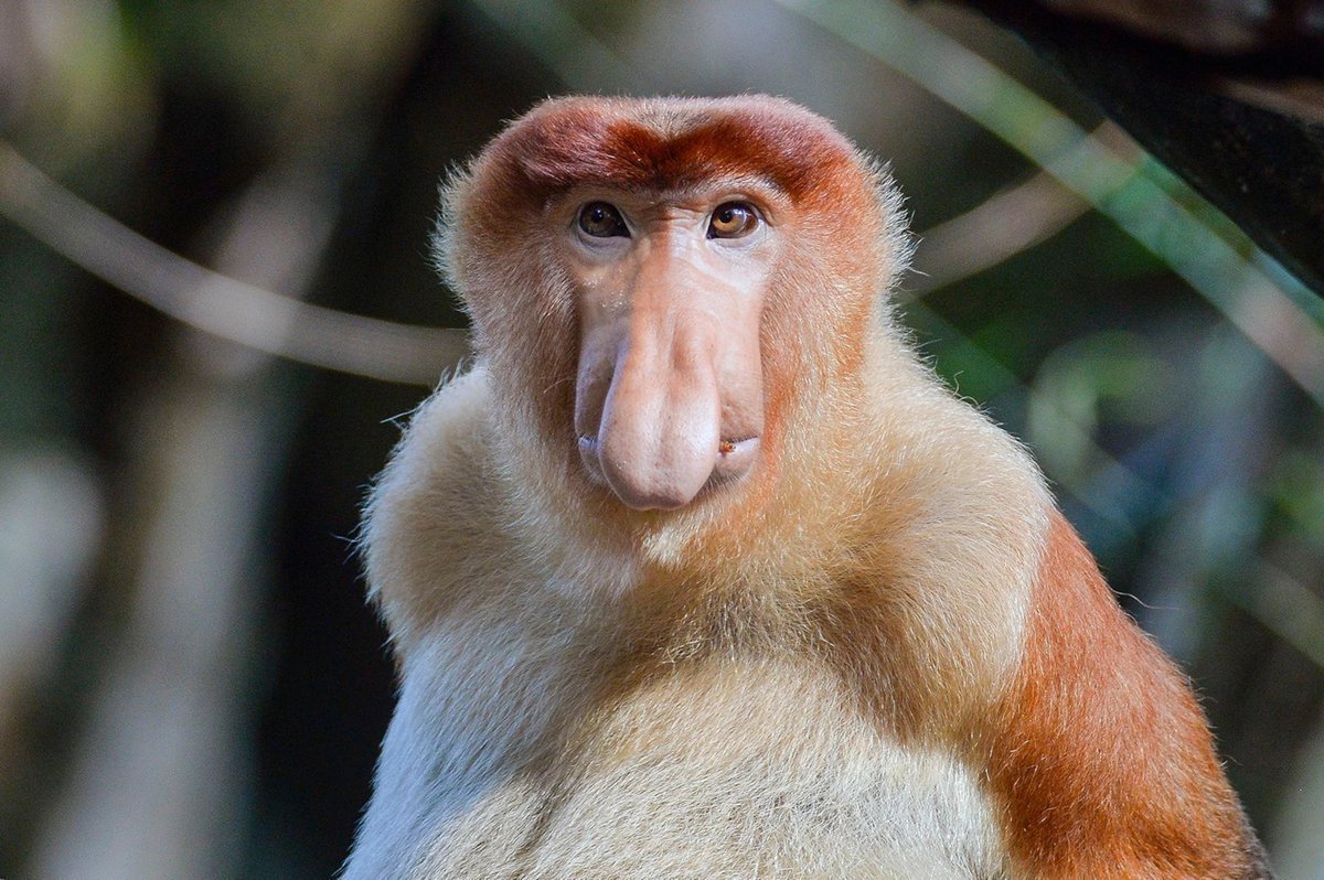 Бабуин носач