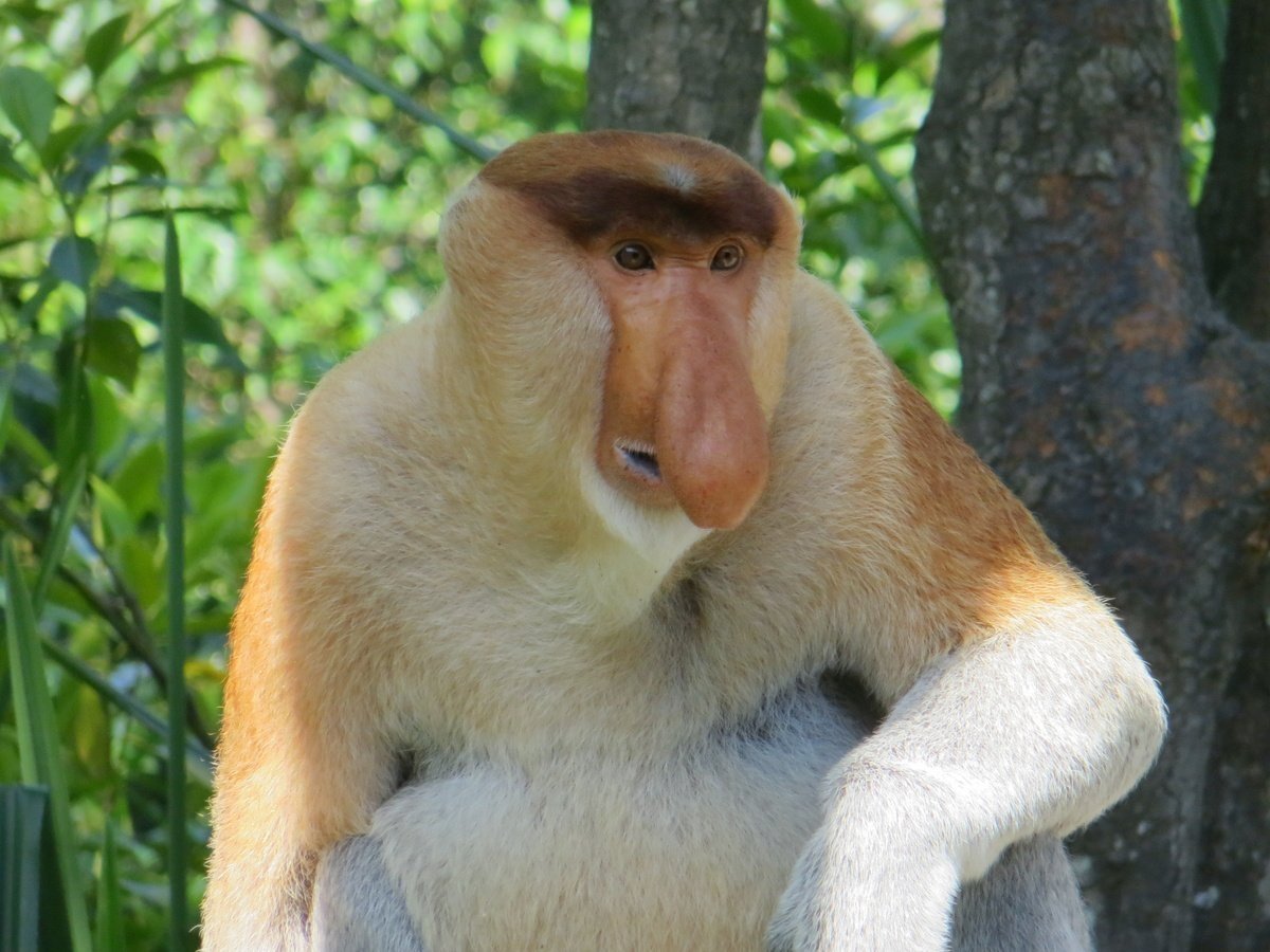 Бабуин носач