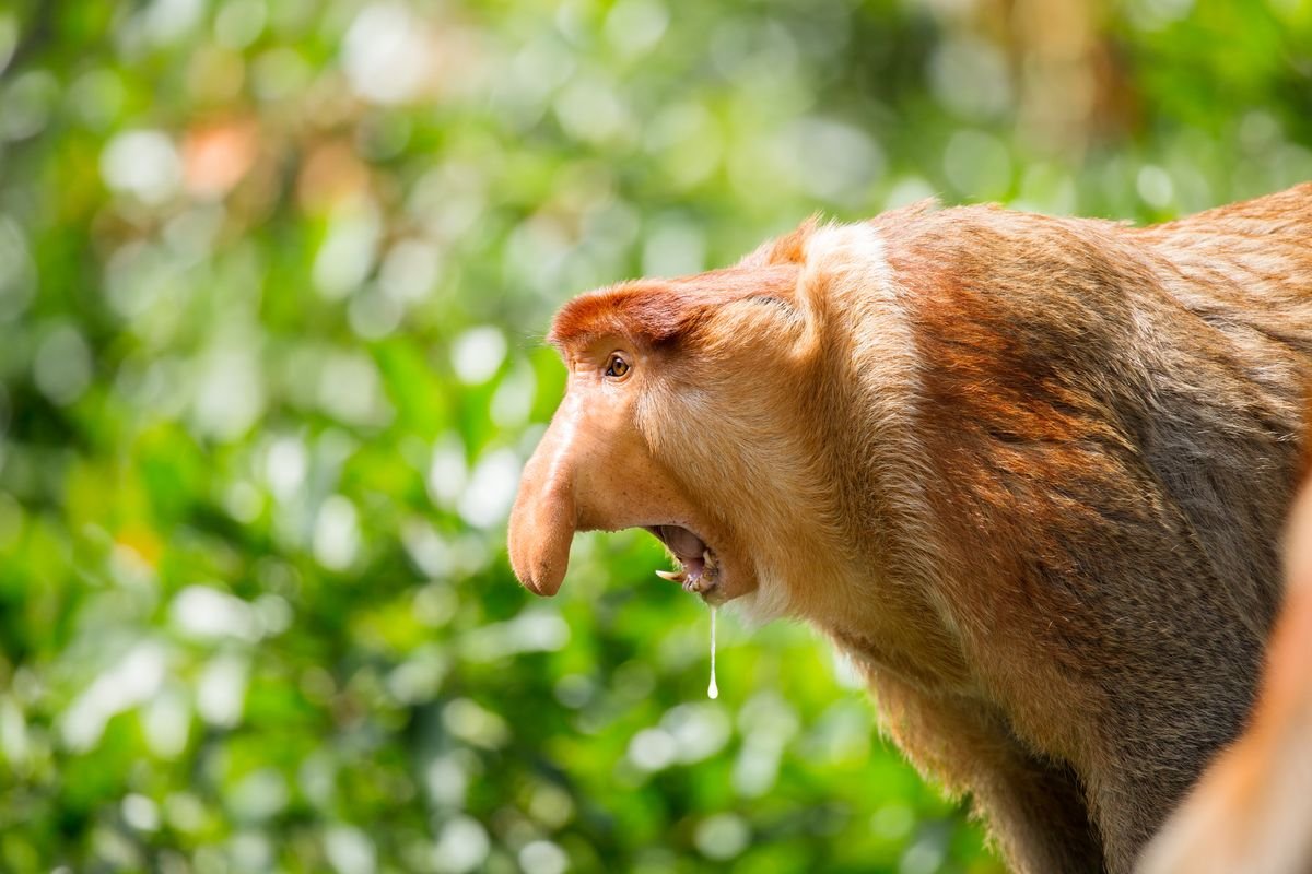 Агрессивный кахау