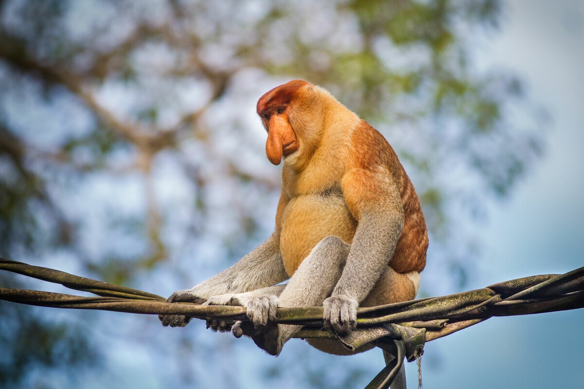 Гиббон носач