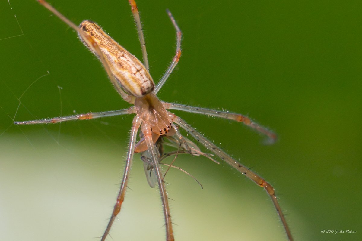 Tetragnatha Montana