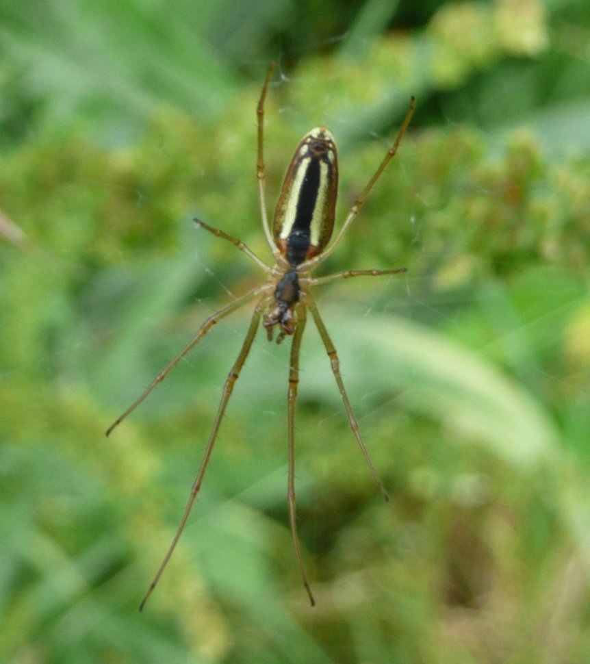 Тетрагната обыкновенная