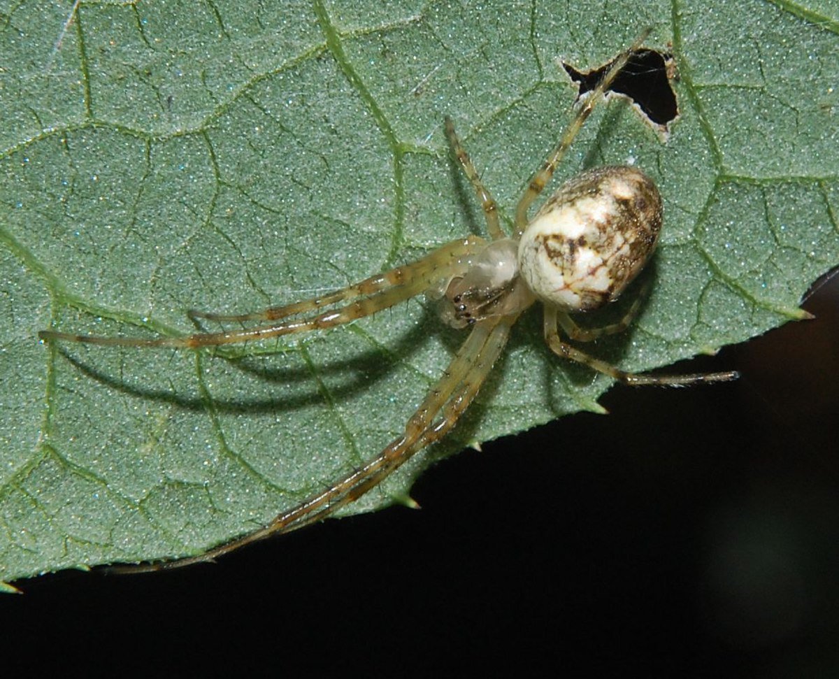 Паук метеллина