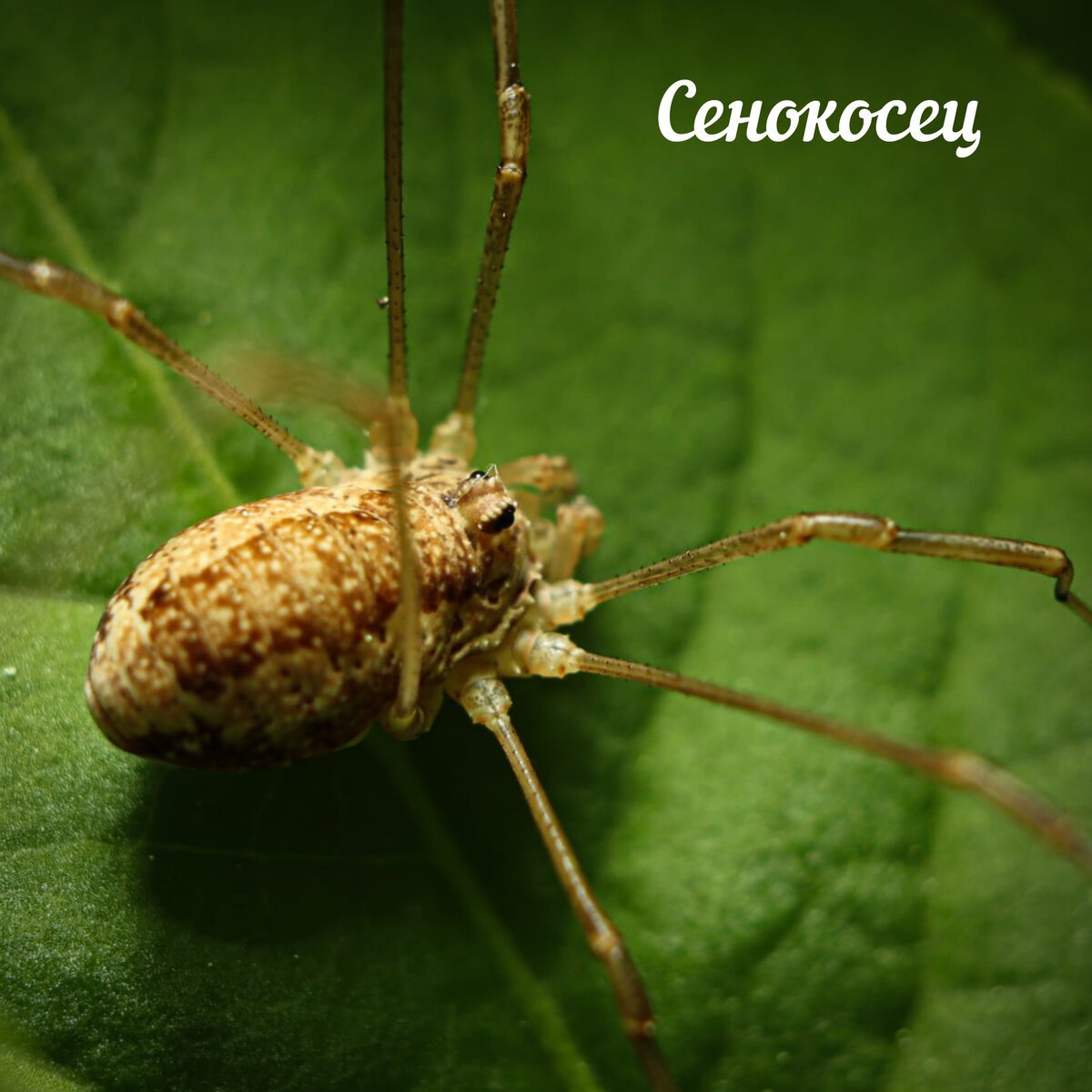 Пауки тетрагнатиды в Москве