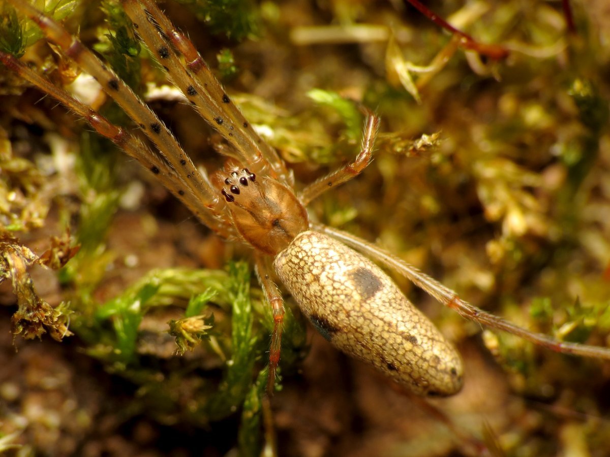 Паук вида Tetragnatha.