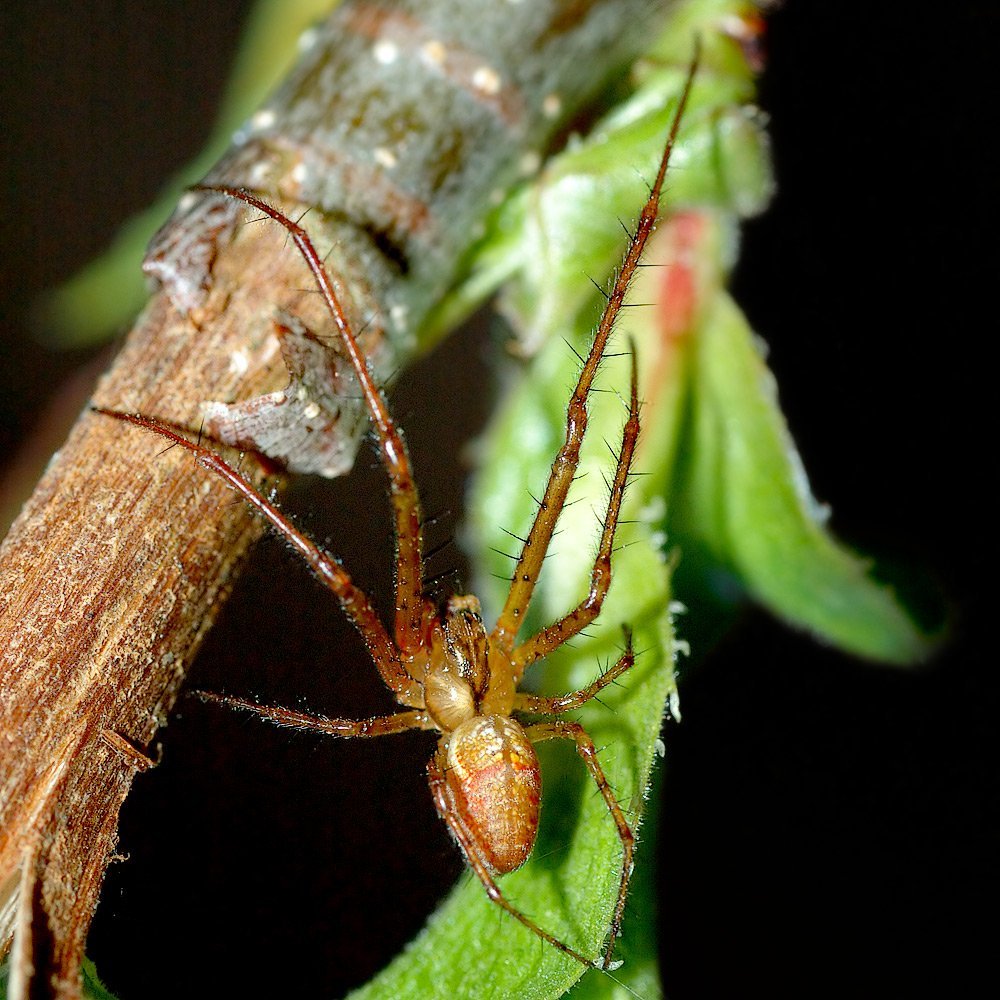 Tetragnatha паук