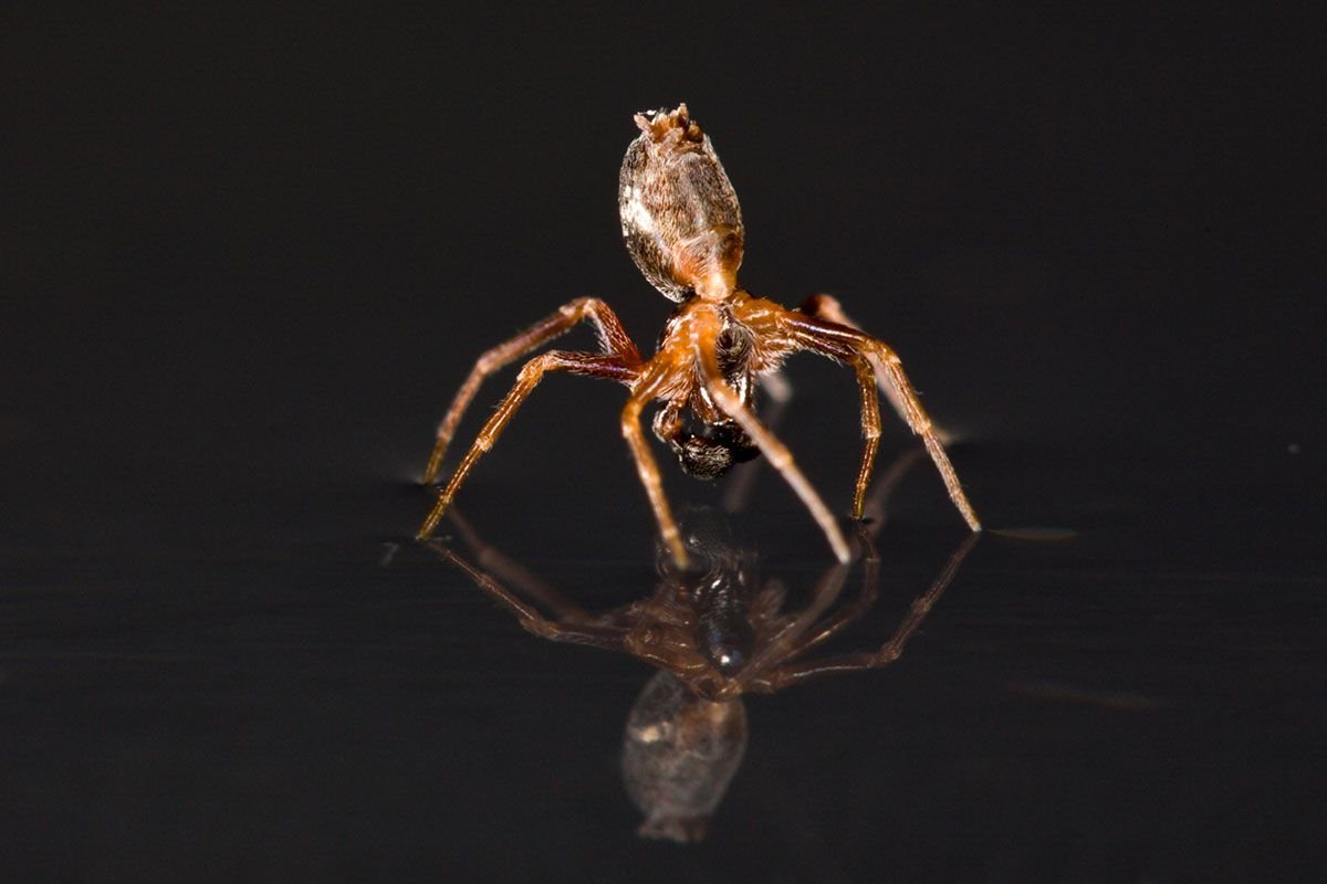 Пауки тетрагнатиды паутина
