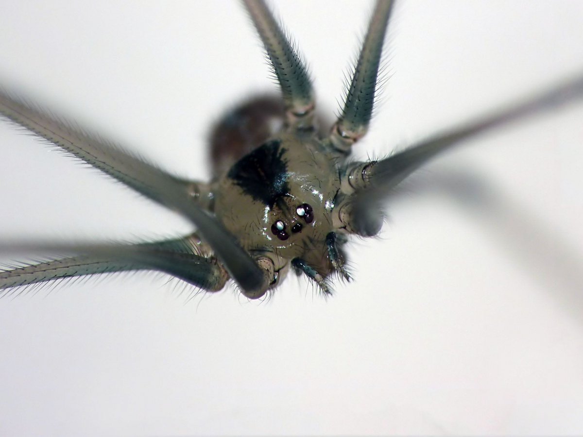 Фолькуса фаланговидного