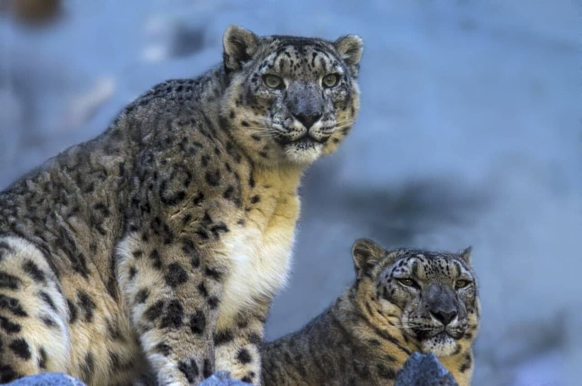 Снежный Барс долгожитель