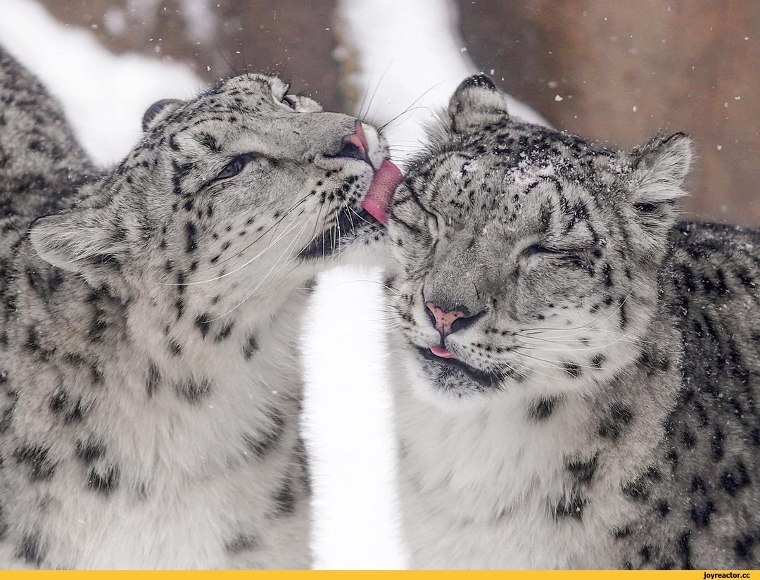 Две самки ирбиса встретились на одной территории