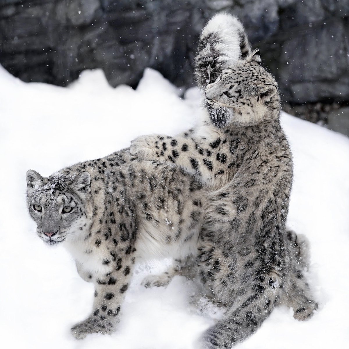 Бенгальский снежный Линкс