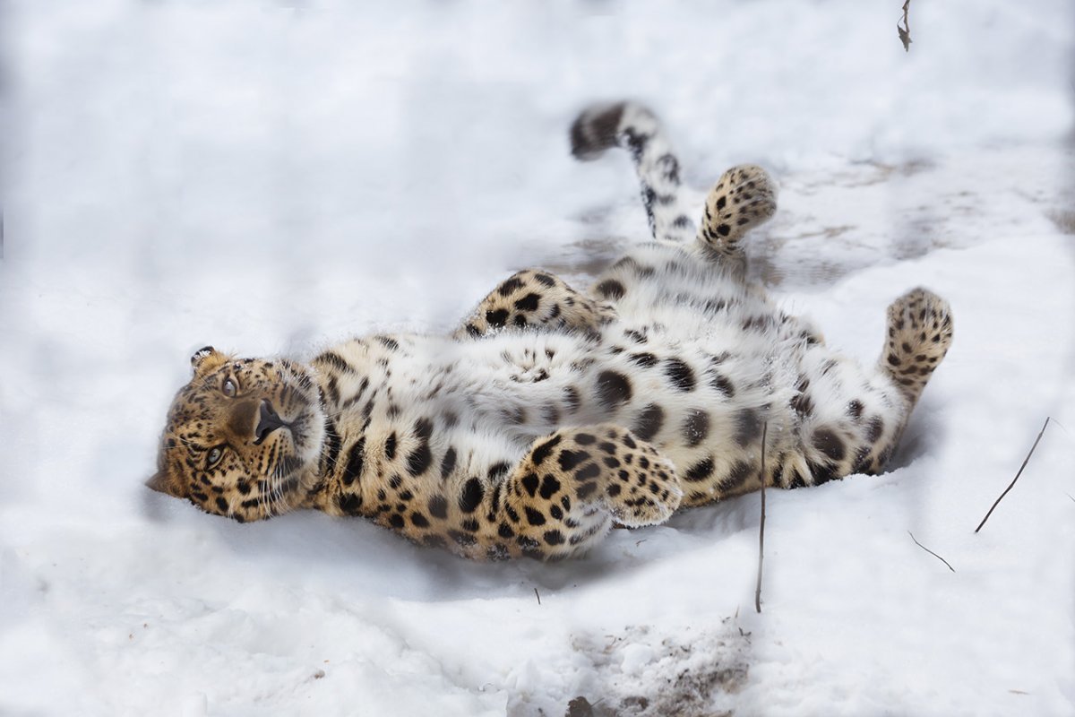 Амурский леопард под снегом