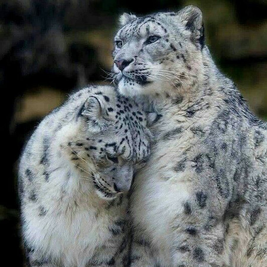 Снежный Барс (Ирбис, снежный леопард)