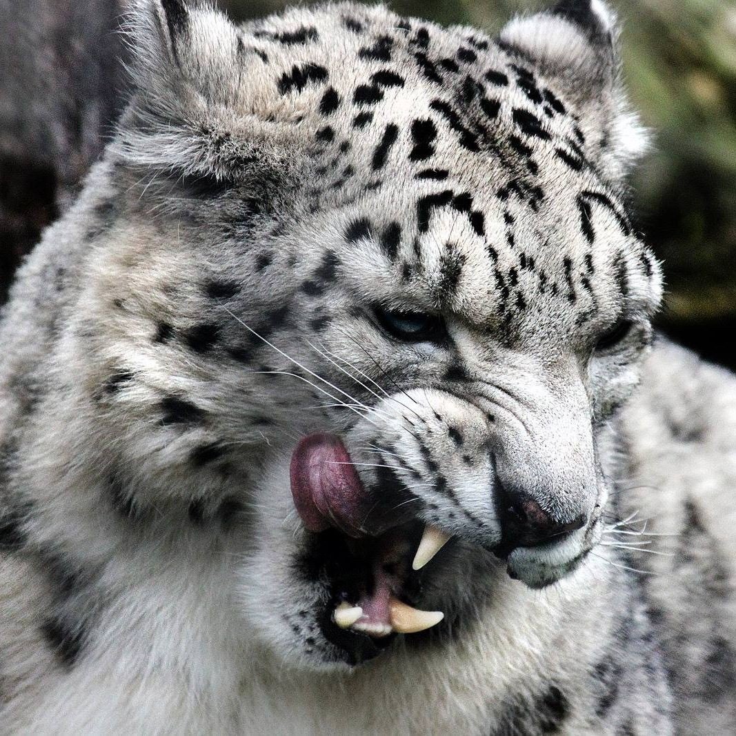 Снежный Барс морда