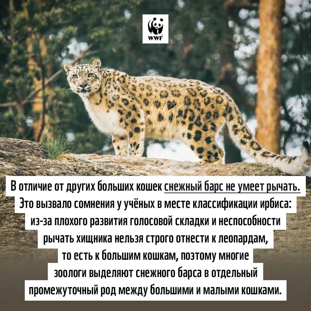 Вымирающий снежный Барс