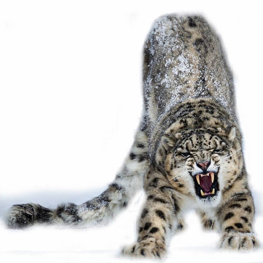 Алексей Барс