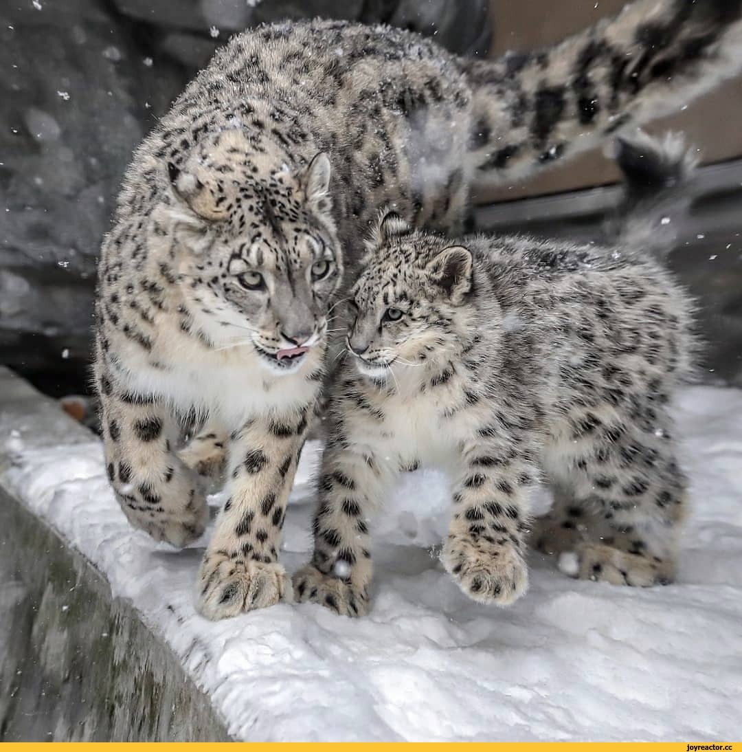 Порода кошек снежный Барс