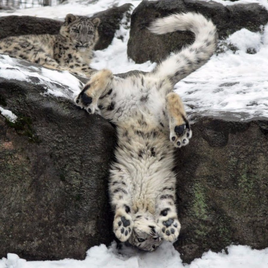Екатеринбургский зоопарк снежный Барс