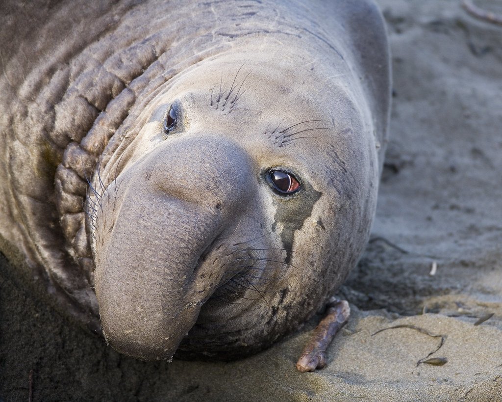 Тюлень морской слон