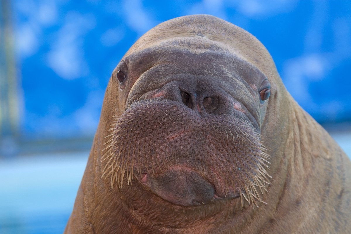 Ангарский морж