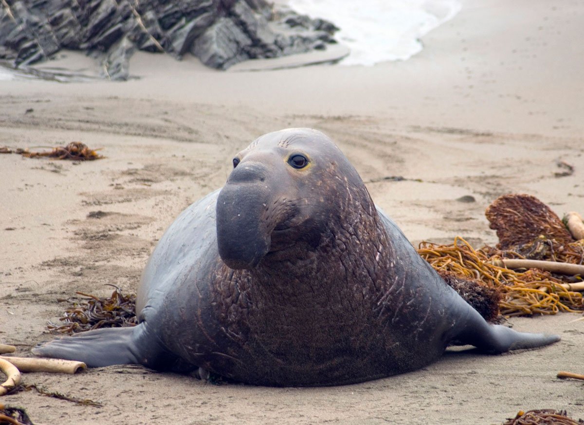 Южный морской слон