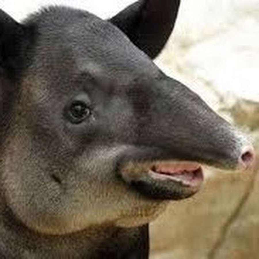 Тапир в Южной Америке