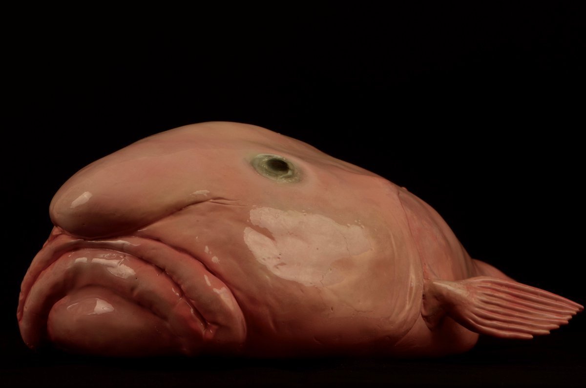 Рыба-капля (psychrolutes marcidus)