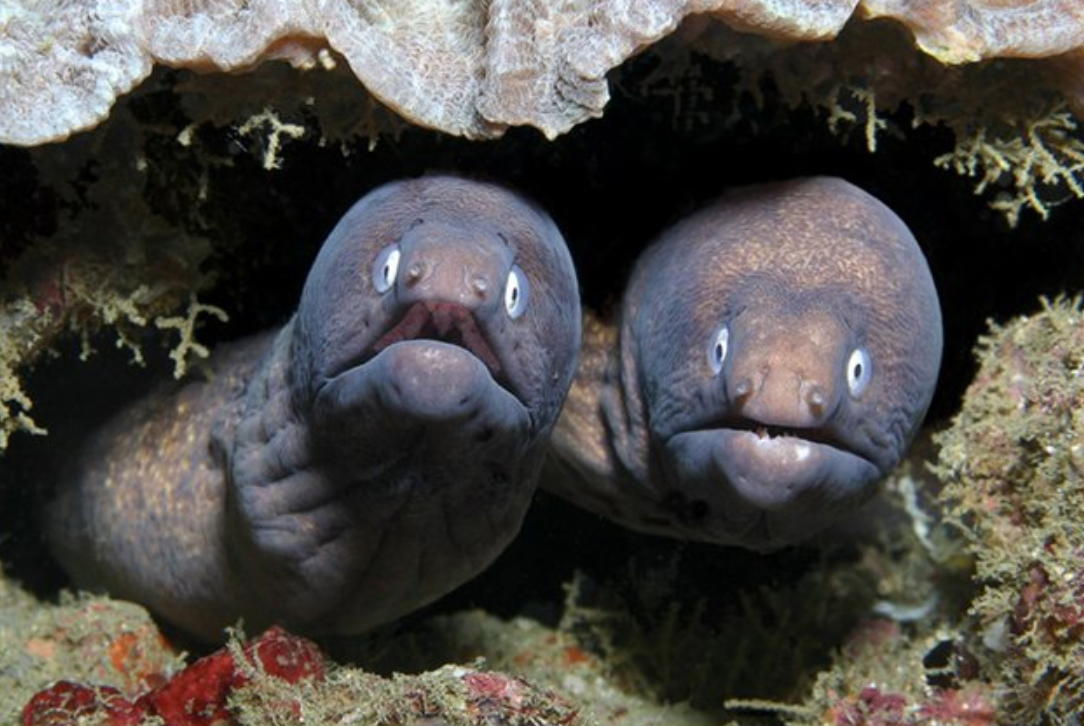 Мурены и морские угри