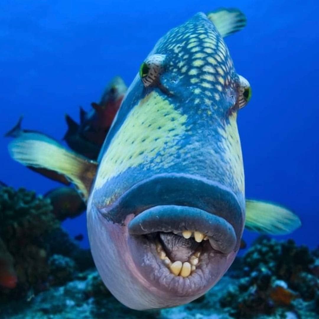 Голубопёрый балистод