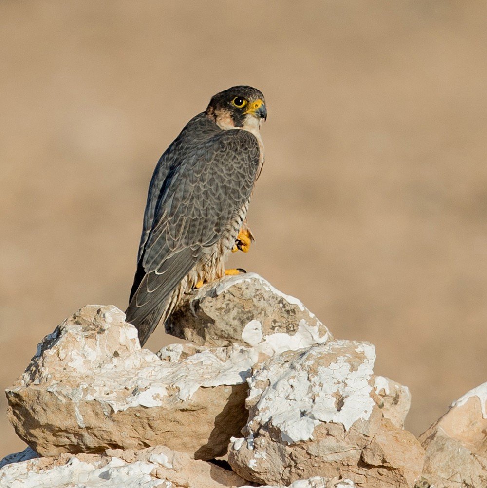 Сокол обитающий в Туркмении