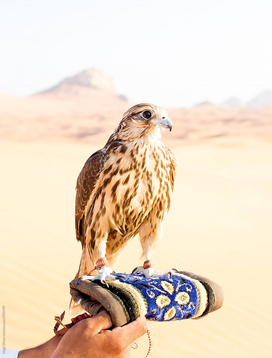 Сокол сафари