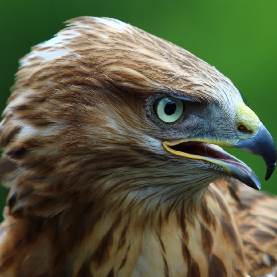 Птица анфас