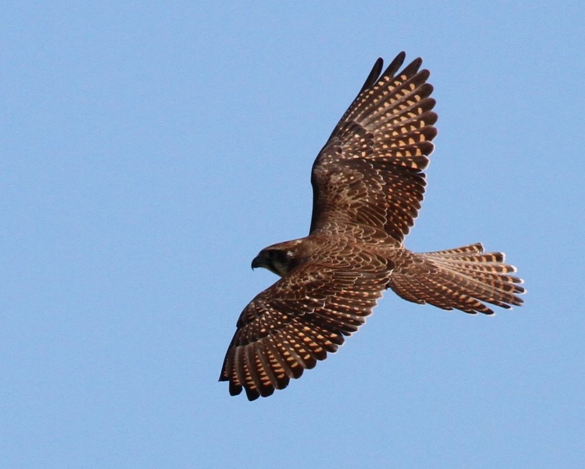 Пустынный Сокол Шахин