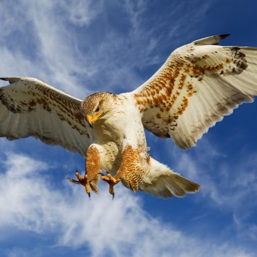 Лунный ястреб