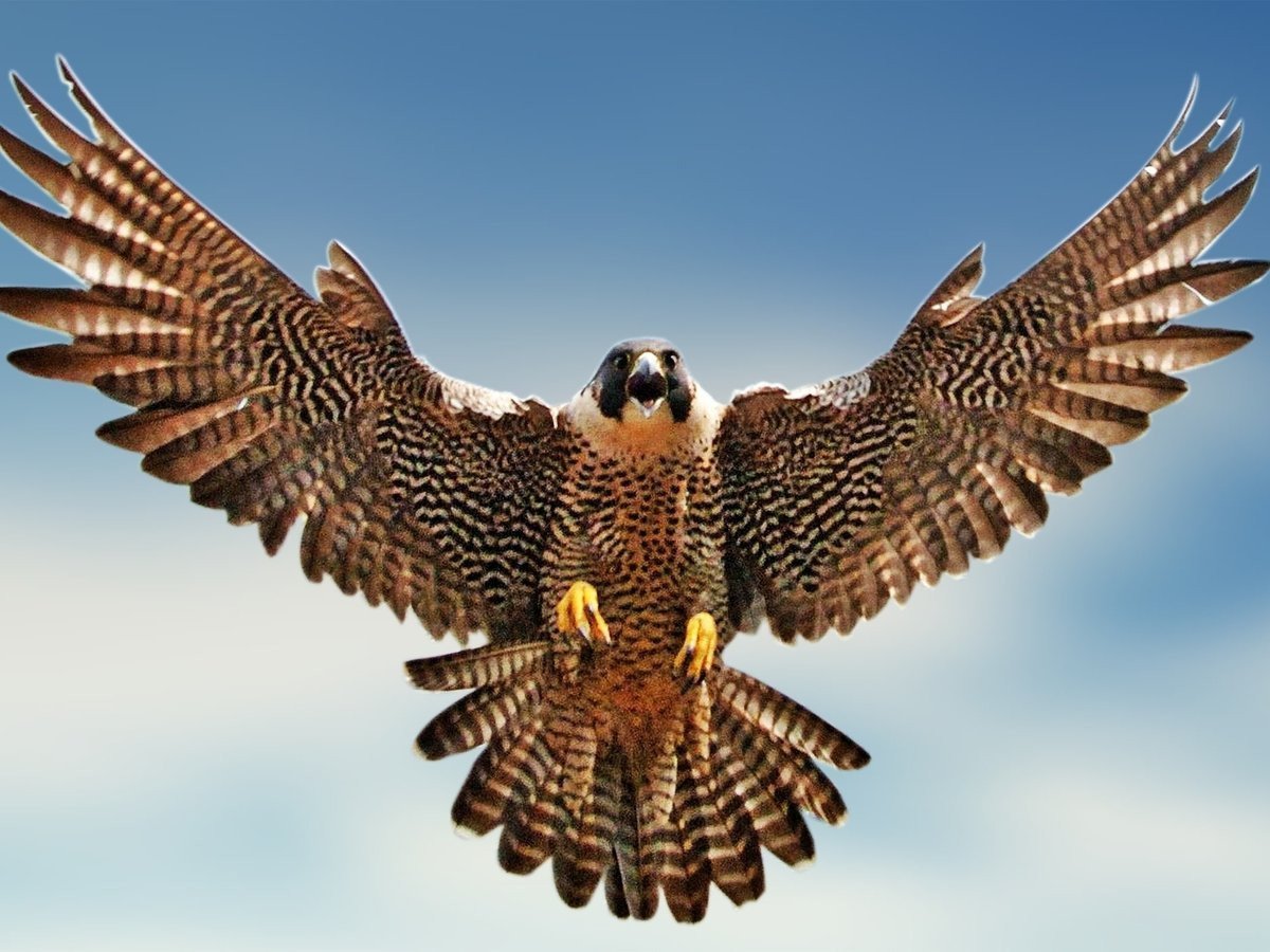 Орел Сокол ястреб Сапсан
