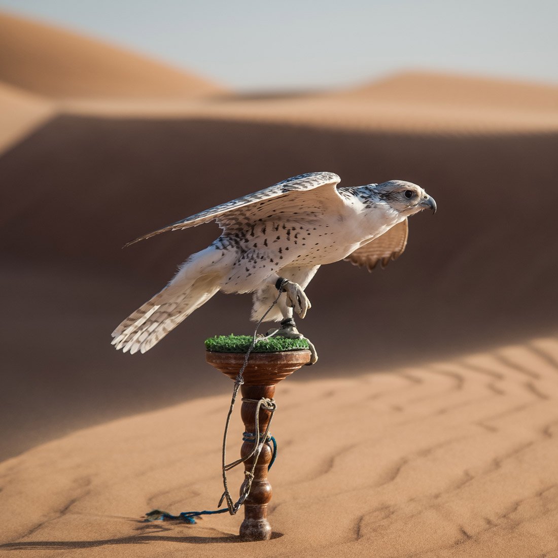 Сокол в пустыне