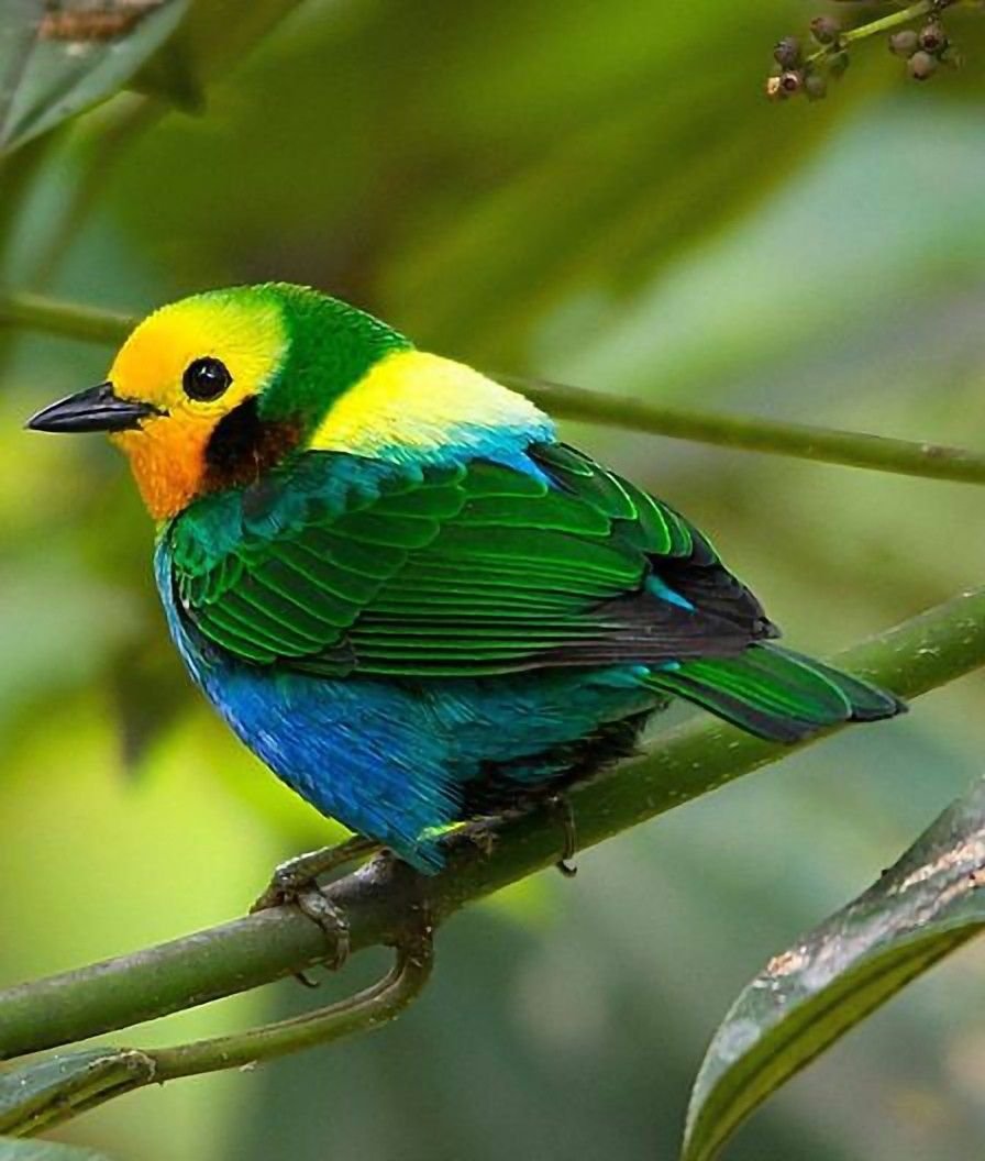 Семицветная танагра