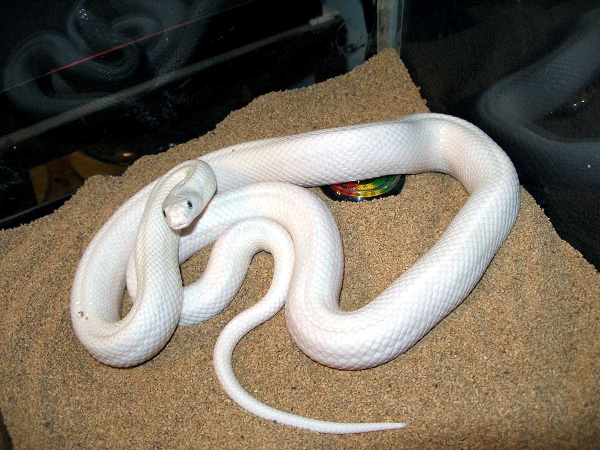 Техасский полоз альбинос