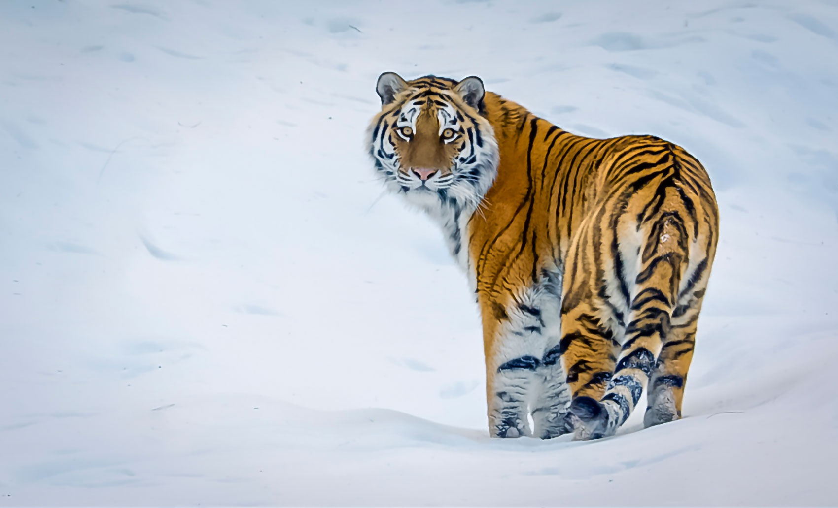 Дикие амурские тигры. Амурский тигр. Амурский тигр тигры. Амурский Сибирский тигр. Сибирский тигр (Panthera Tigris altaica).