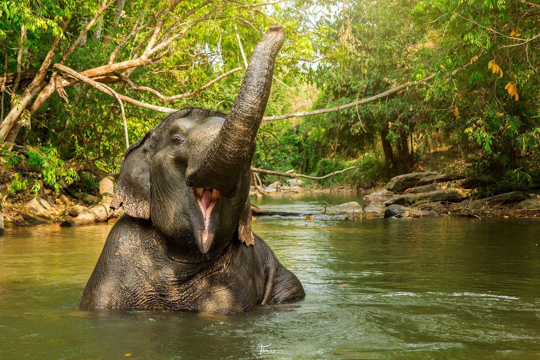 Elephant river. Белый слон Тайланд. Слон в Таиланде. Таиланд Пхукет слоны. Као лак сафари.