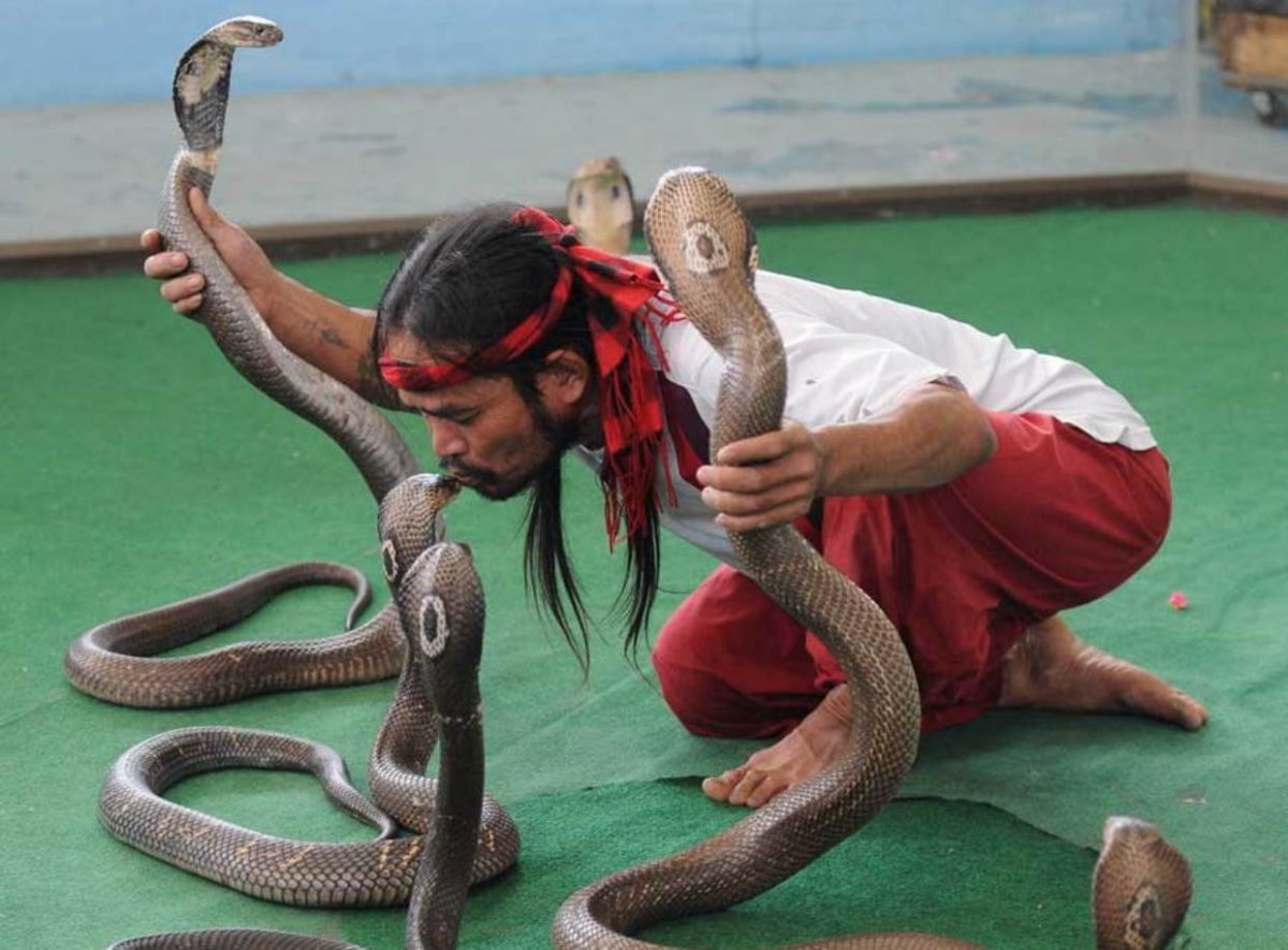 Билл Эрнандес змеиная ферма