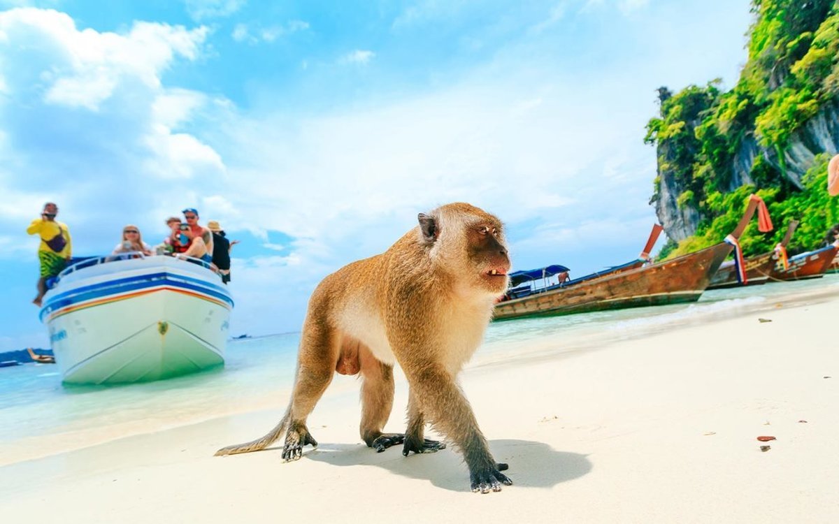 Остров обезьян Пхи Пхи