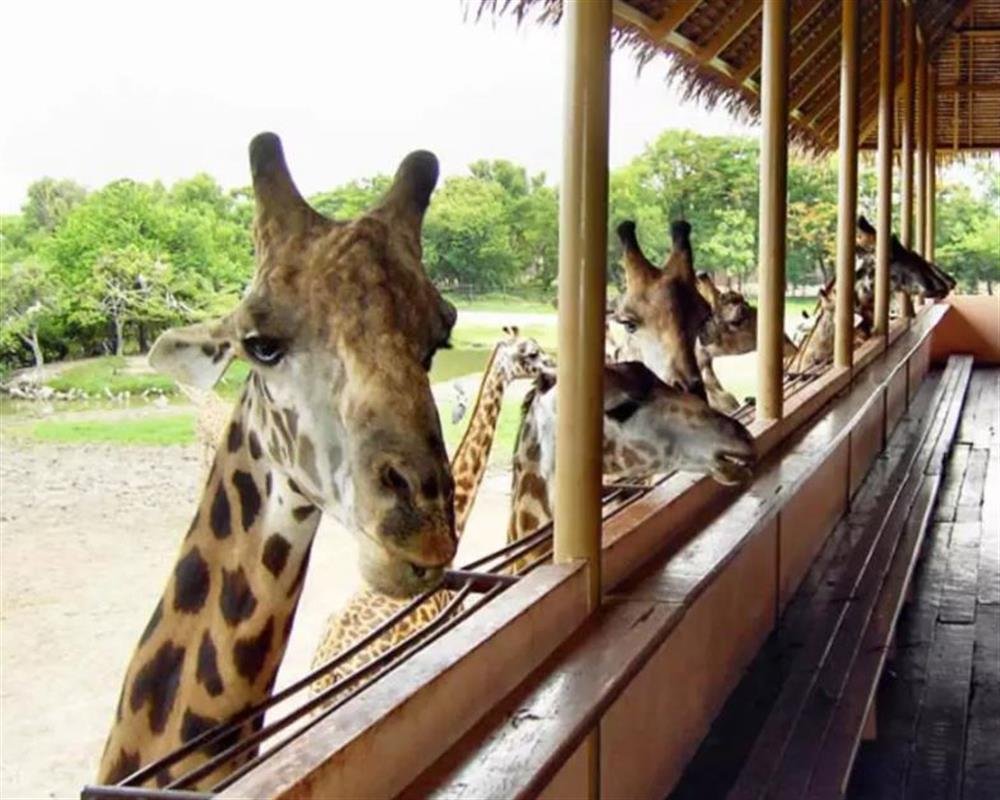 Мир сафари (Safari World), Бангкок