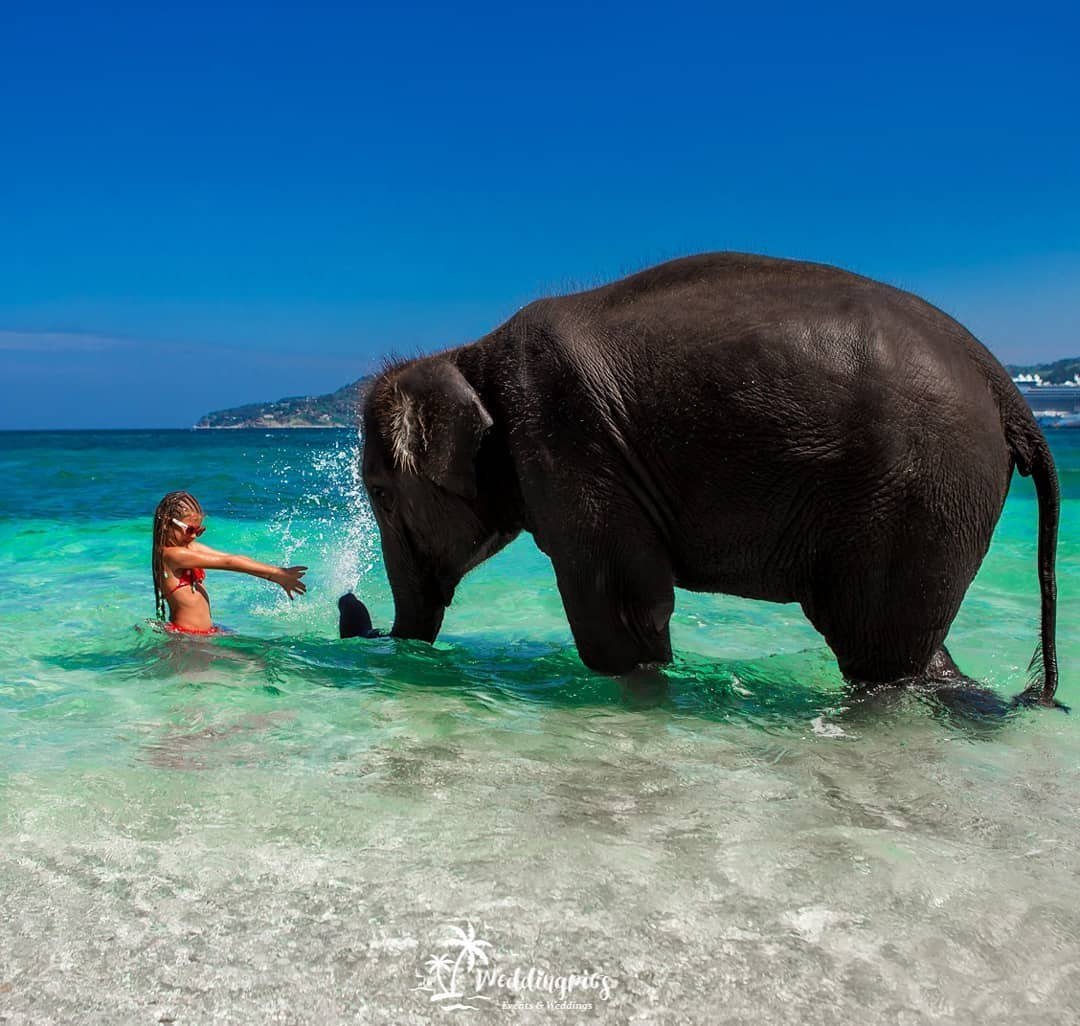 Таиланд Пхукет слоны