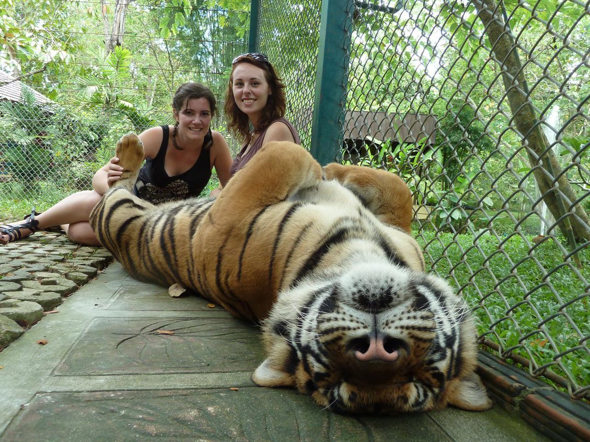 Тигриный зоопарк Пхукет