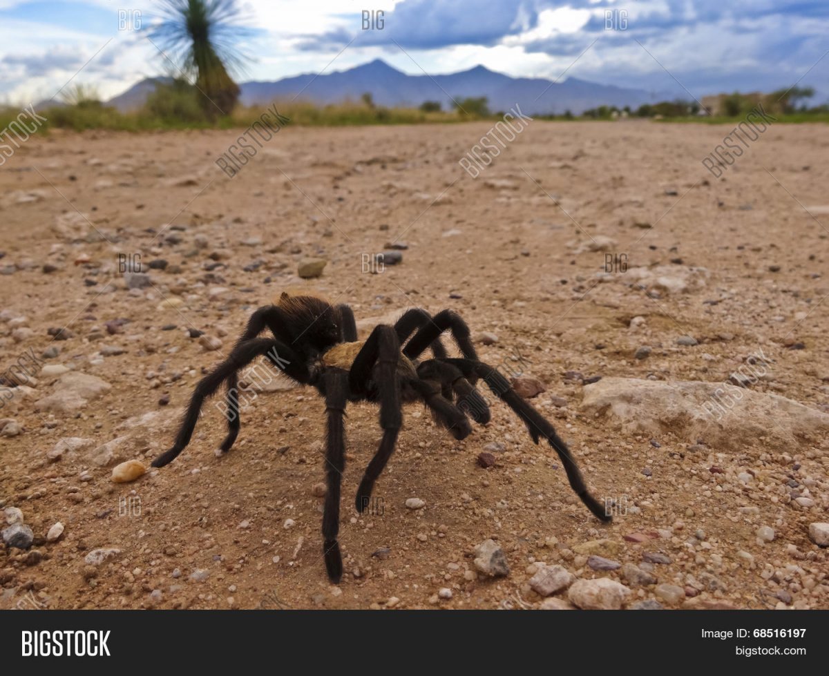 Пустынный Тарантул пустыни Гоби