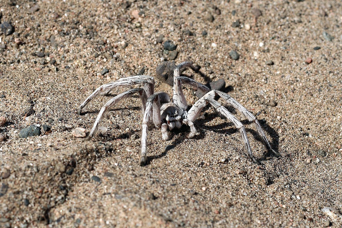 Пустынный шестиглазый паук