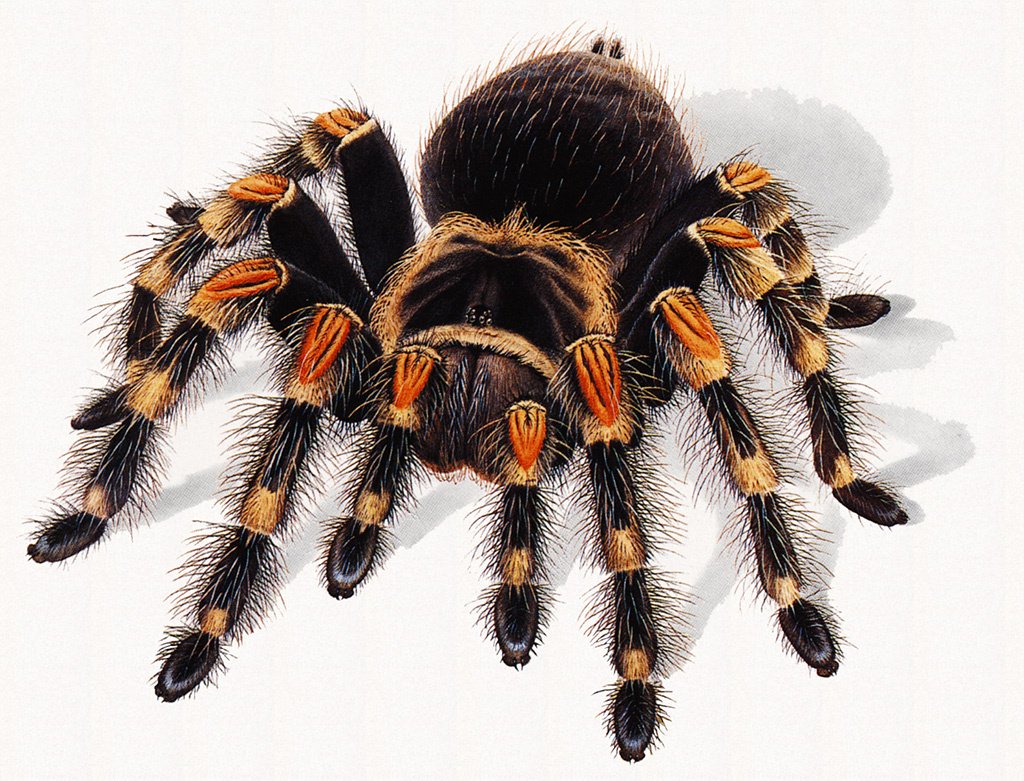 Тарантул референс