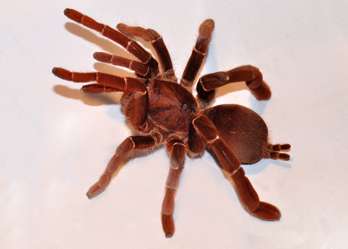 Тарантул Король Бабуин