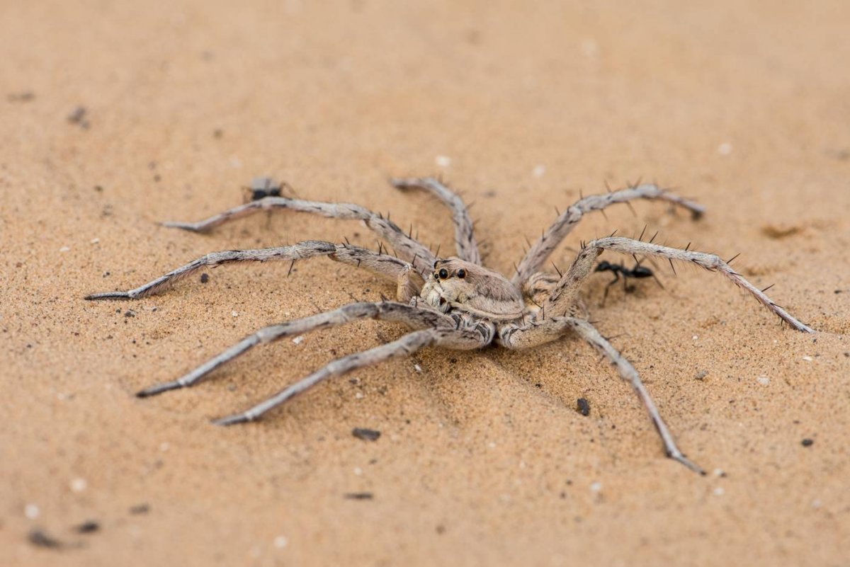 Фаланга паук Астраханский